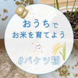 【バケツ稲】おうちでお米を育てよう【芽出しから種まき編】